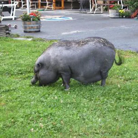 Alpengasthof Krische 3* 무라우