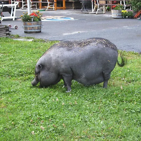 호텔 Alpengasthof Krische 3*