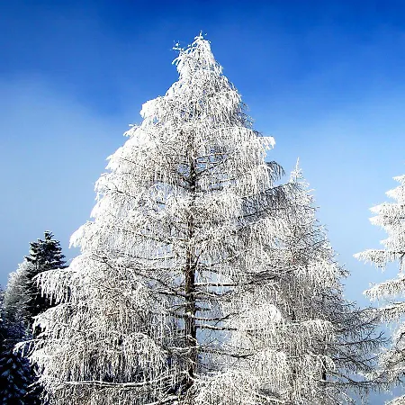 Alpengasthof Krische 酒店 穆劳