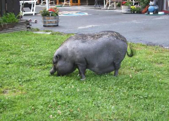 Alpengasthof Krische 3* Murau